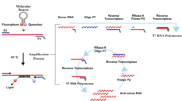 hpv rna high risk e6 e7 tma