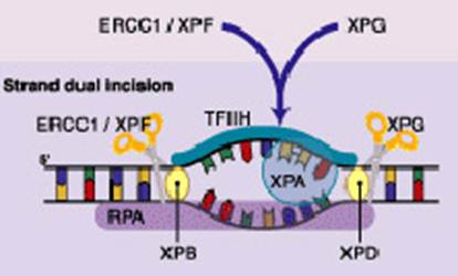 Oxaliplatin Pre Clinical Perspectives On The Mechanisms Of Action Response And Resistance Ecancer