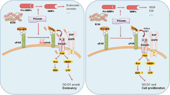 Tumour dormancy and clinical implications in breast cancer ...